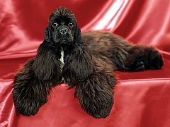 Champion Bobtail's Thumbalina
